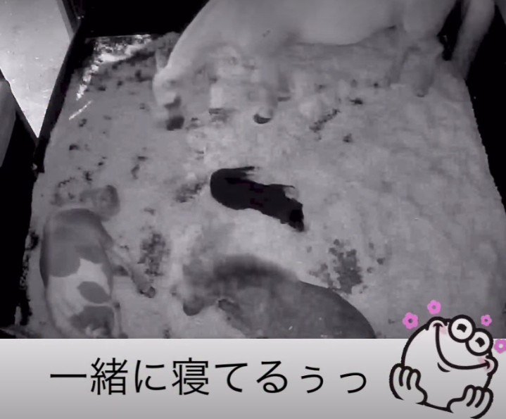 真ん中に犬のノアちゃんが…