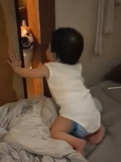 赤ちゃんがいる部屋に入ろうとする柴犬