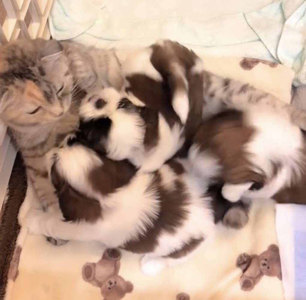 猫の周りに集まる3匹の子犬