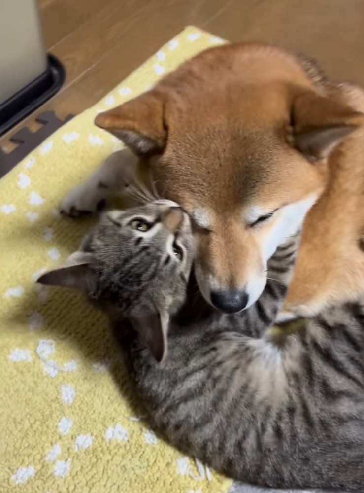 犬の顔を甘噛みする猫