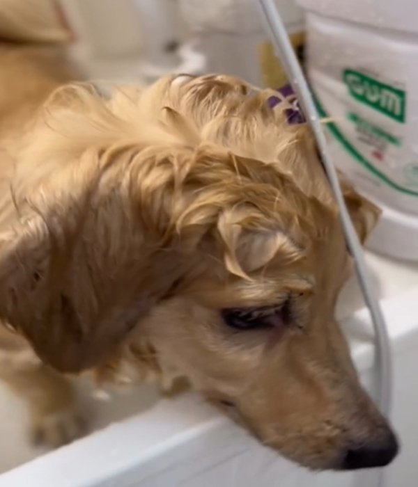 顔を出す犬
