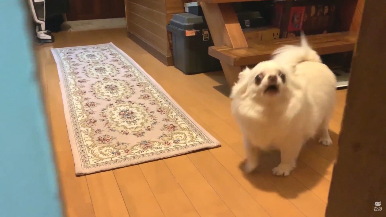 激怒して吠えています！