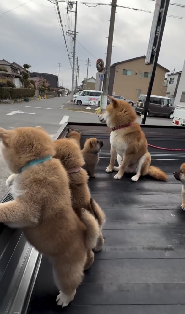 荷台で過ごす犬たち
