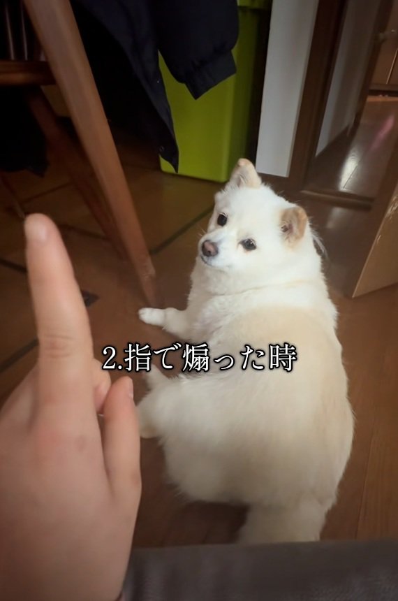 指で煽る飼い主さん