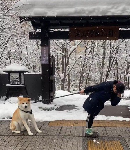 別の日も散歩拒否