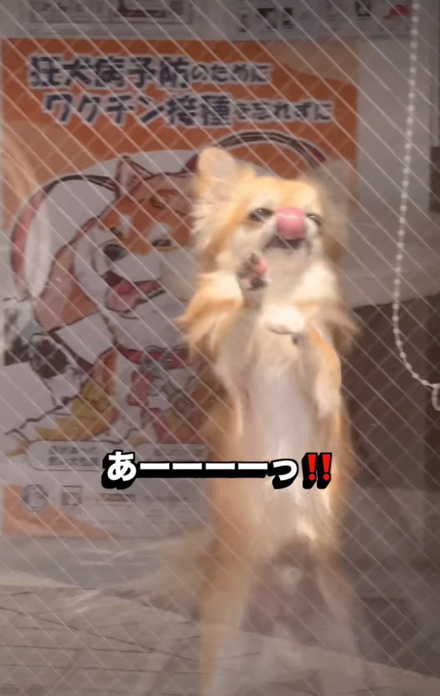 嬉しそうな犬