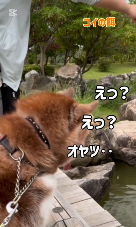 鯉に餌をあげた時のたこやきちゃん7