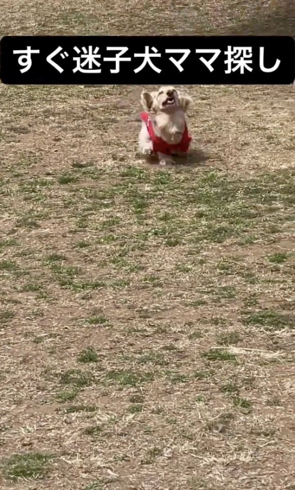 愛情たっぷりの走り