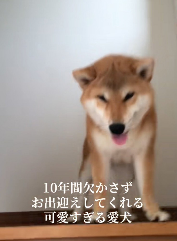 階段上の柴犬