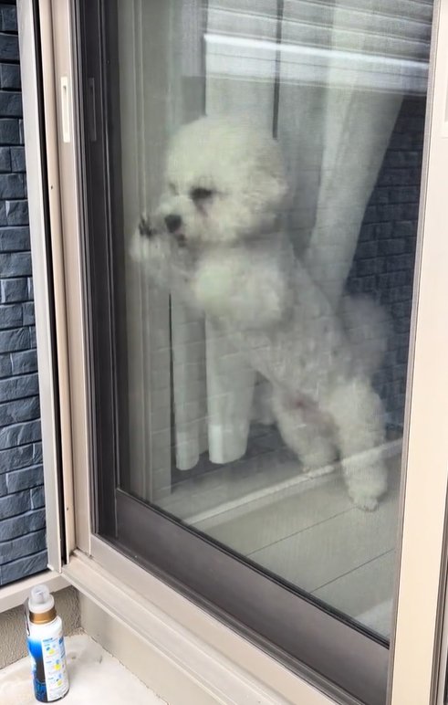 飼い主の帰りを喜ぶ小型犬