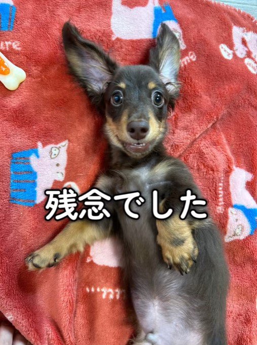 うにくんのお迎え前後のギャップ4