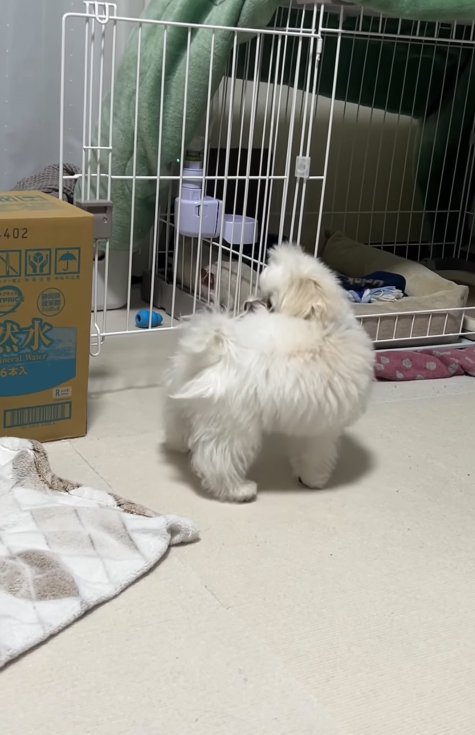おしりを追いかける小型犬