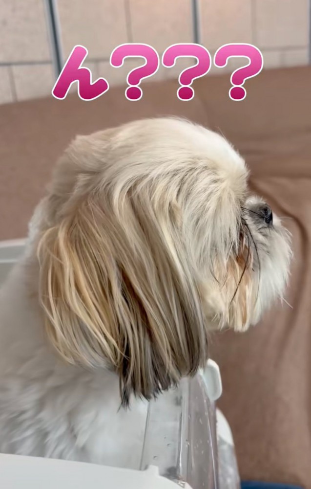 病院に到着した犬