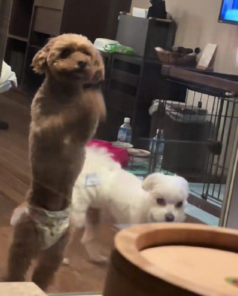 「なにやってるんだろう…」