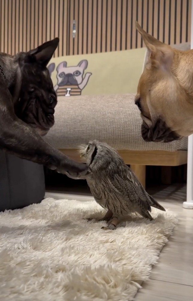 妹の「おと」ちゃんも見守ります