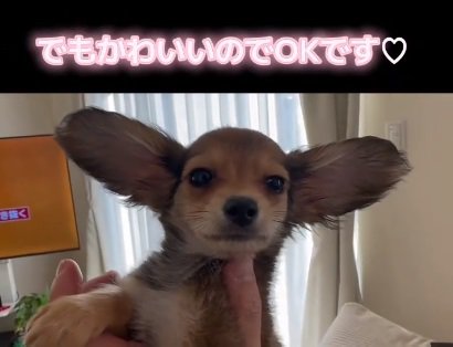 顔を向けられるガルウイングちゃん