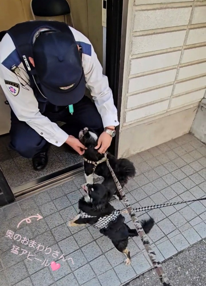 一生懸命立ち上がる小さな犬
