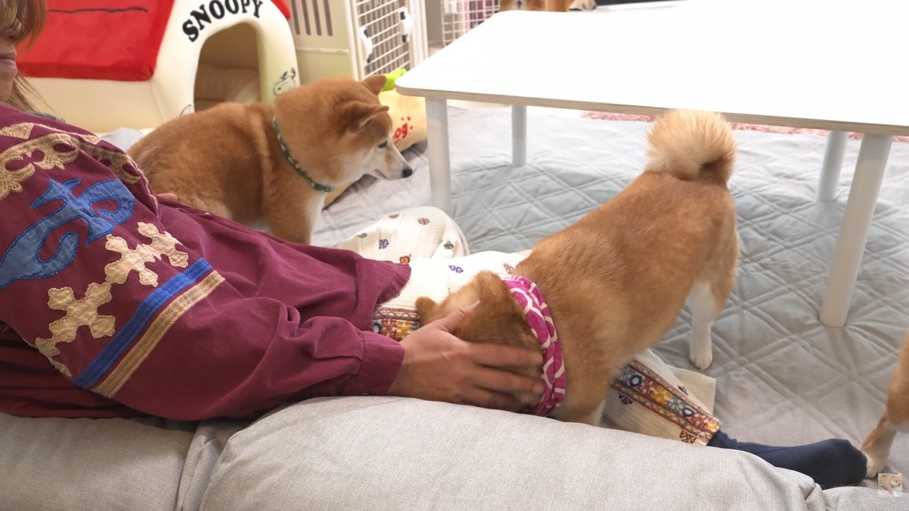 凛ちゃんをナデナデ…