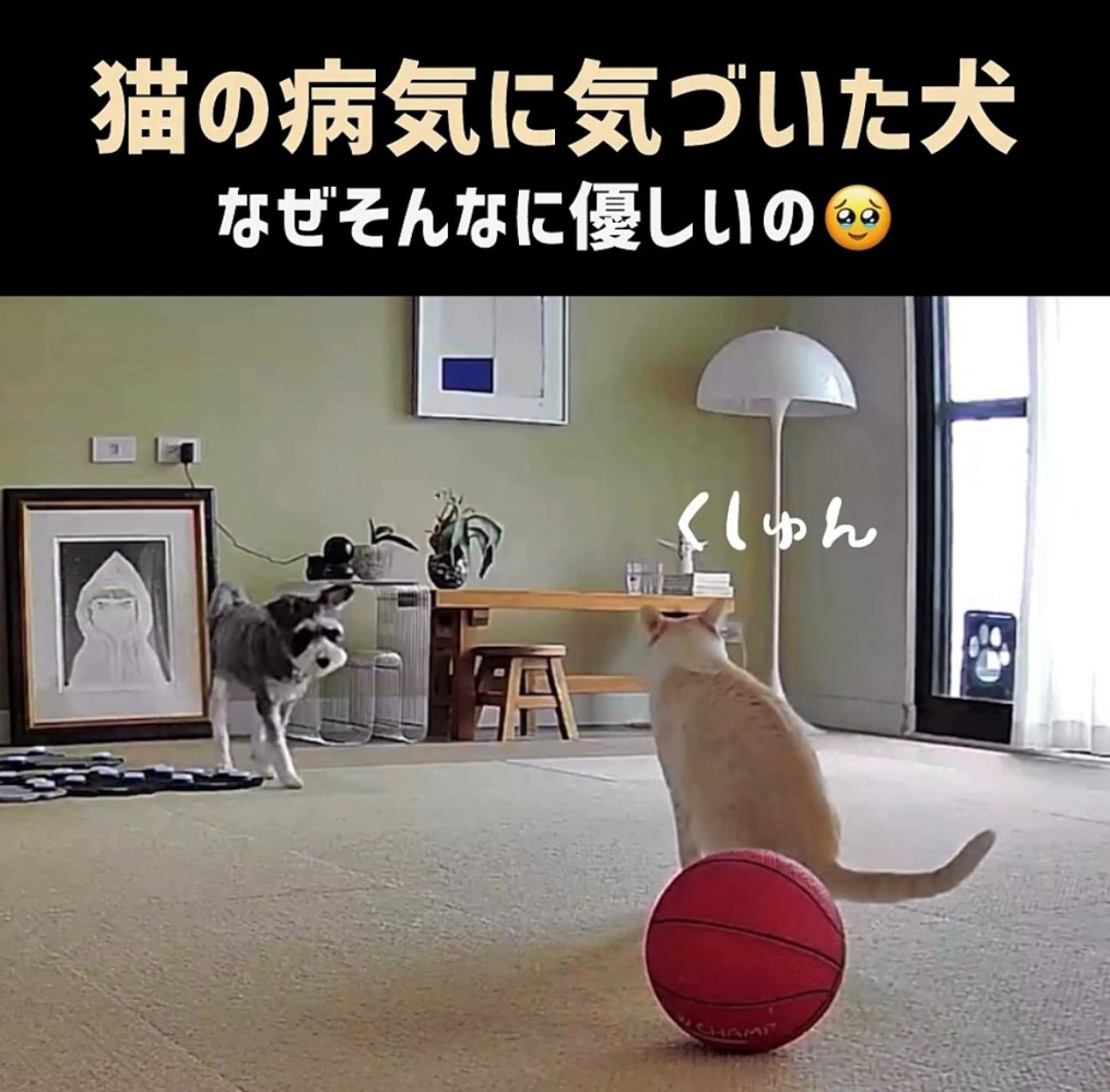 くしゃみをした猫に向かって歩み寄る犬