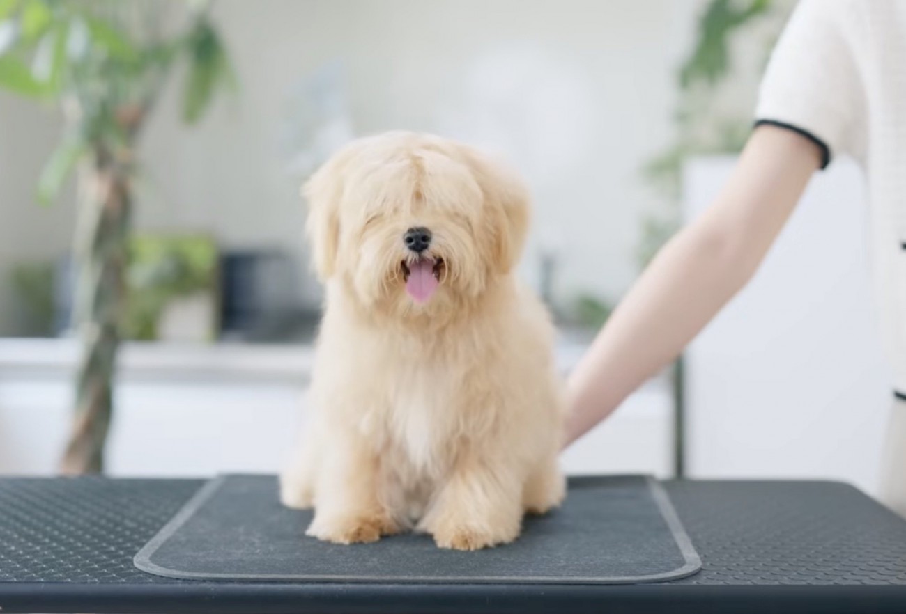 カット台の上に乗せられた毛が伸びた犬