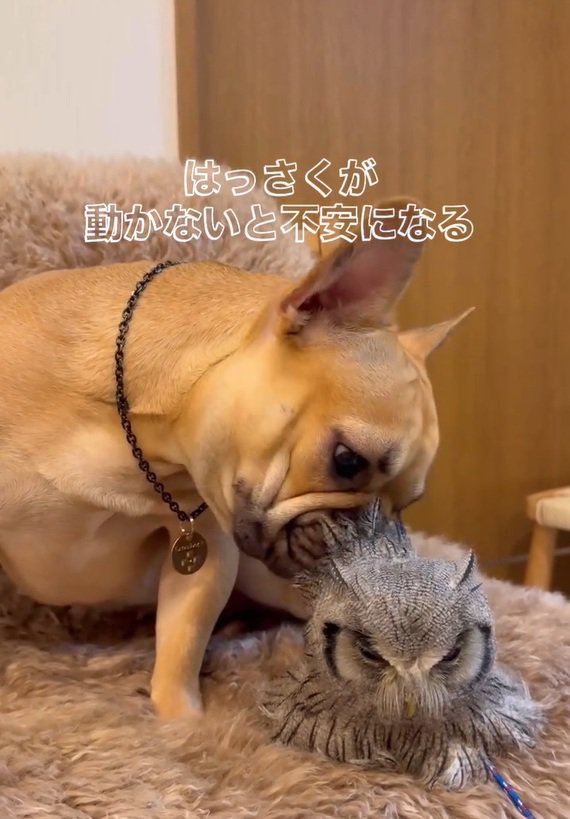 はっさくくんが心配なおとちゃん