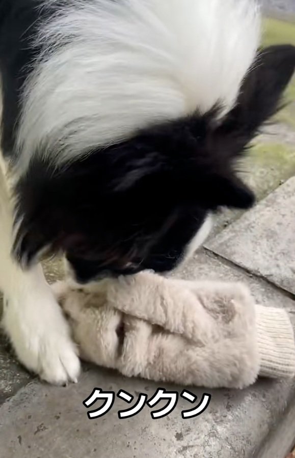 匂いを嗅ぐワンコ2