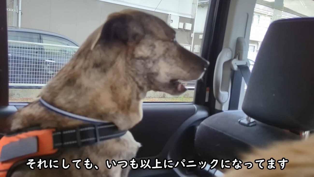 ずっと鳴き続けています