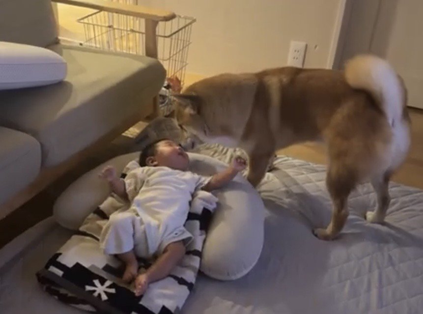 赤ちゃんに顔を近づける犬