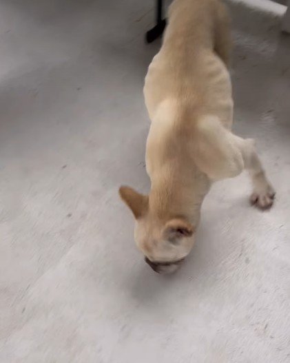ガリガリの犬を保護