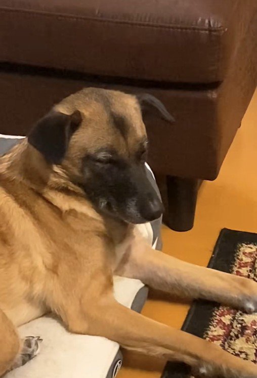 パパが熱唱している時のアキちゃん6