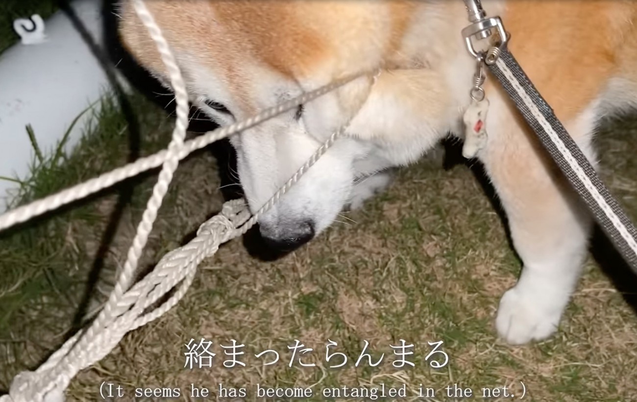 ネットに絡まった柴犬