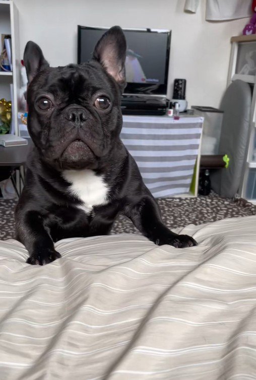 ワンが言えない秀吉くん