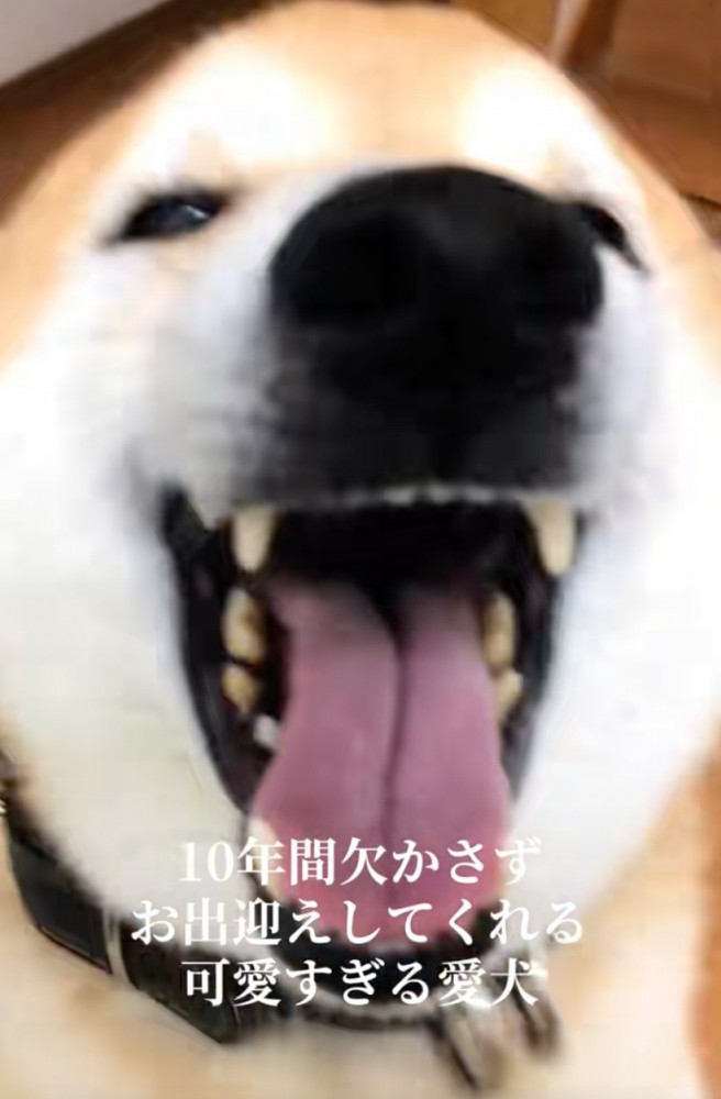 笑顔の柴犬