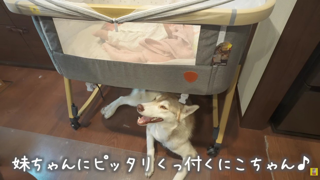 頼もしいにこちゃんに感嘆！