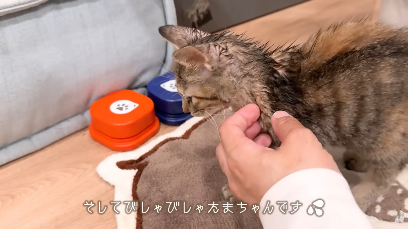 ワンコたちと子猫の再会5