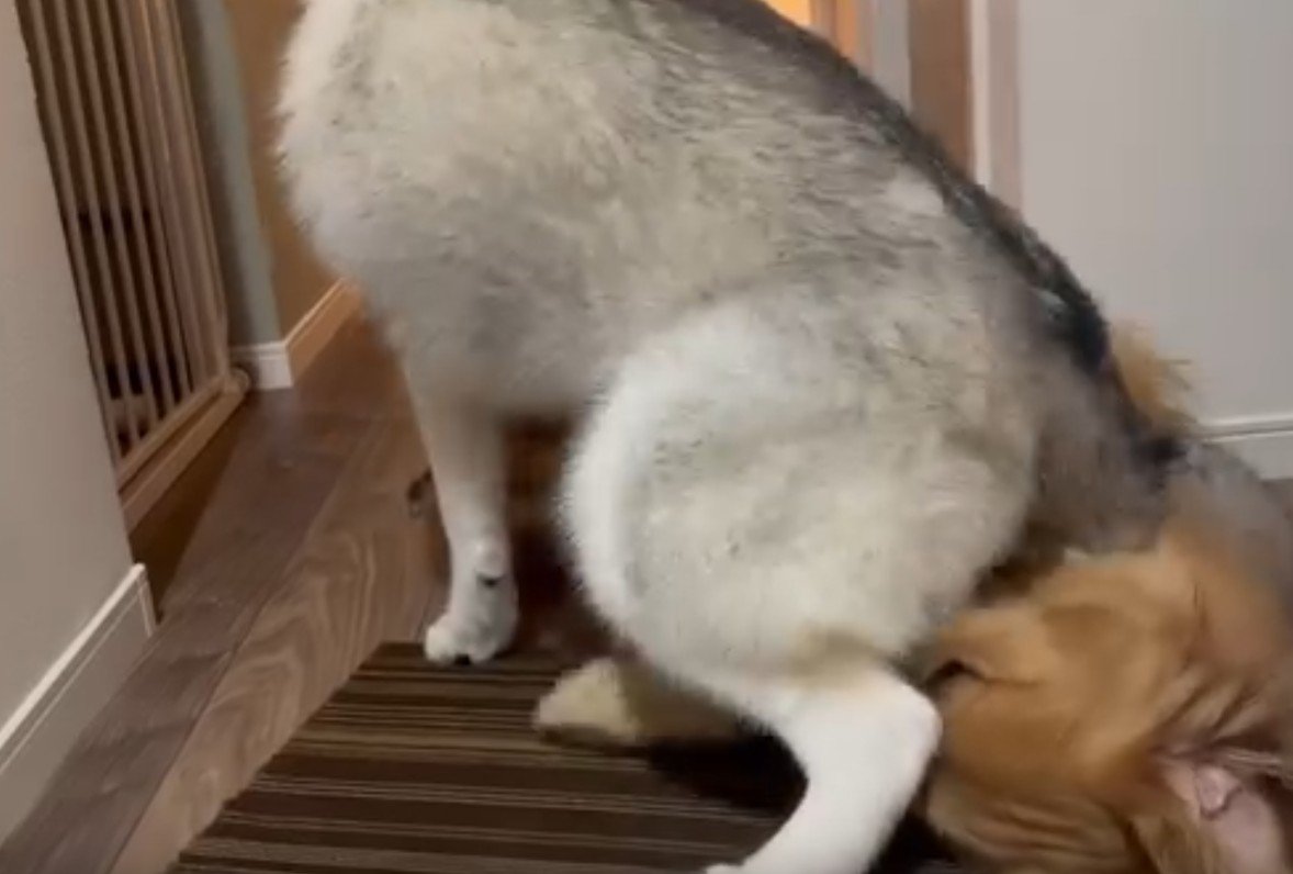 「兄ちゃん！遊ぼうよ！」