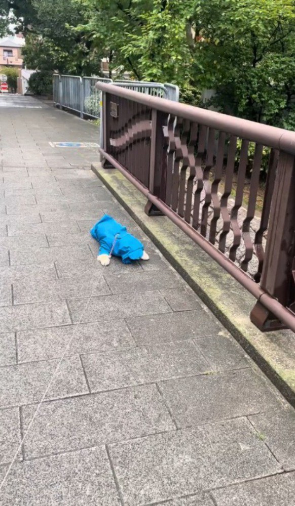 橋の上でうつ伏せになっている犬