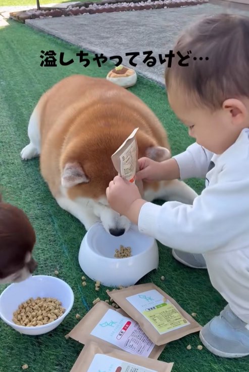 2匹の犬にご飯を上げる赤ちゃん