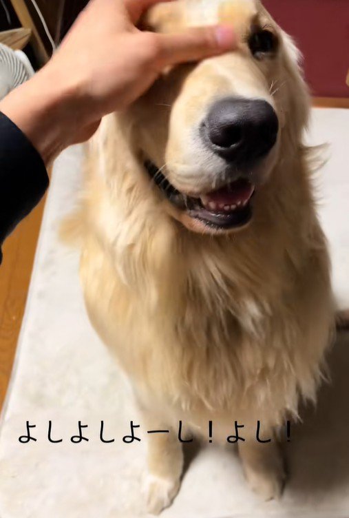 甘えん坊なＱ太くん2