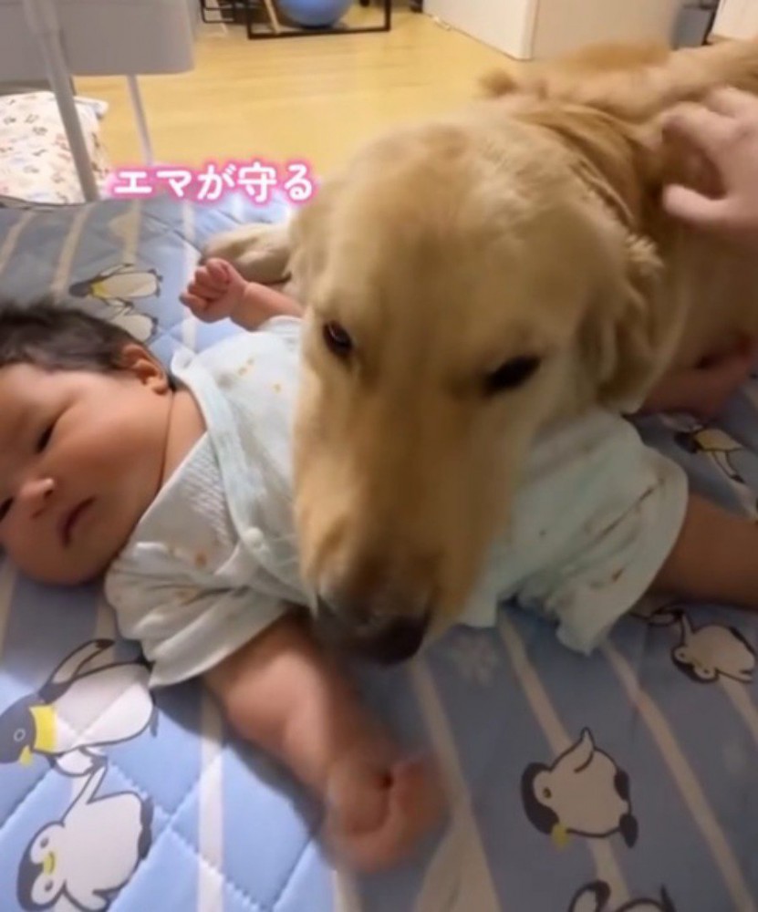 赤ちゃんのお腹にアゴを乗せる犬