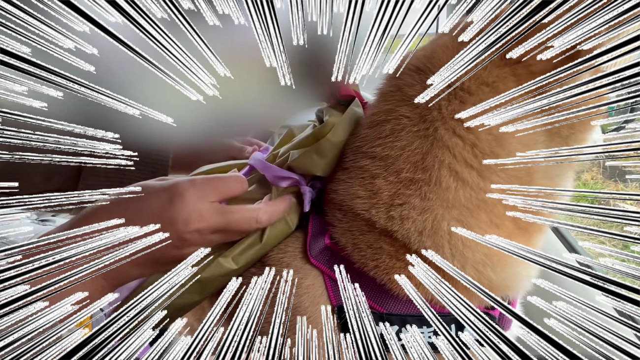 プレゼント担当はひまりちゃん