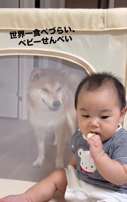 おせんべいを食べようとする赤ちゃん