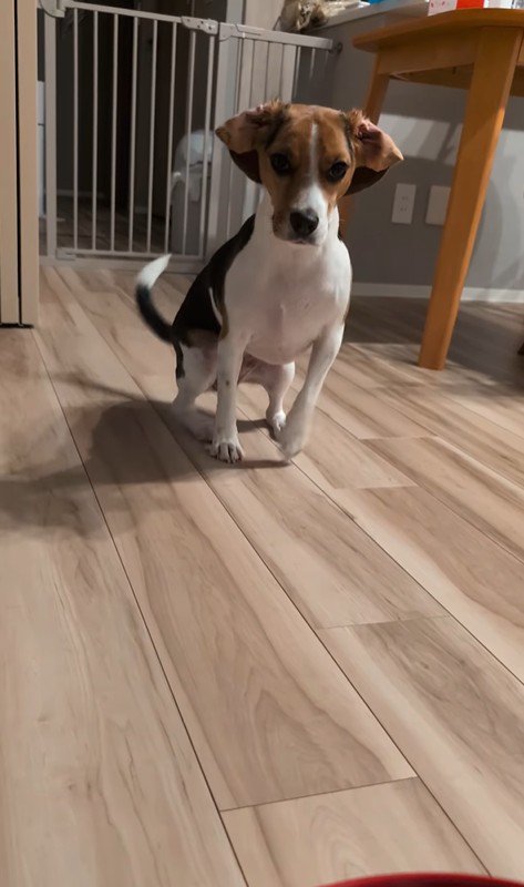 ペルルちゃんの「待て」5