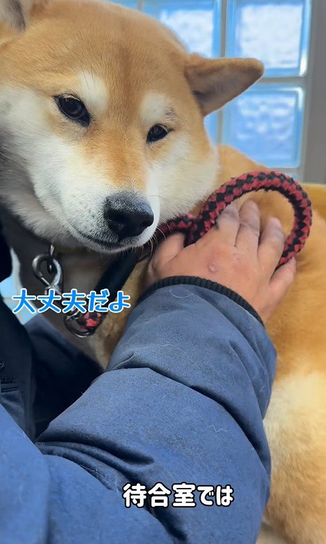 動物病院に来た3匹の柴犬5