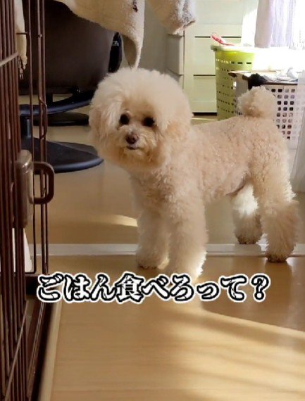 「ご飯食べろってこと？」