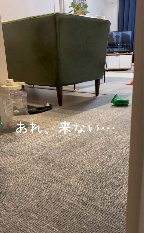 お風呂から出た時のポポちゃんの態度6