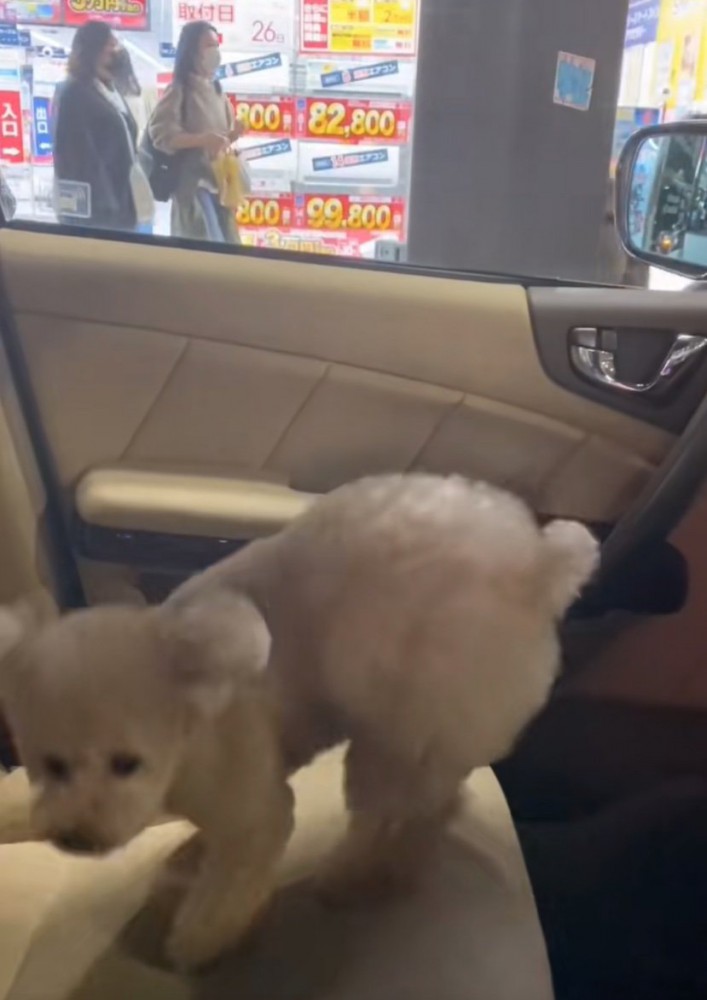 振り返る犬