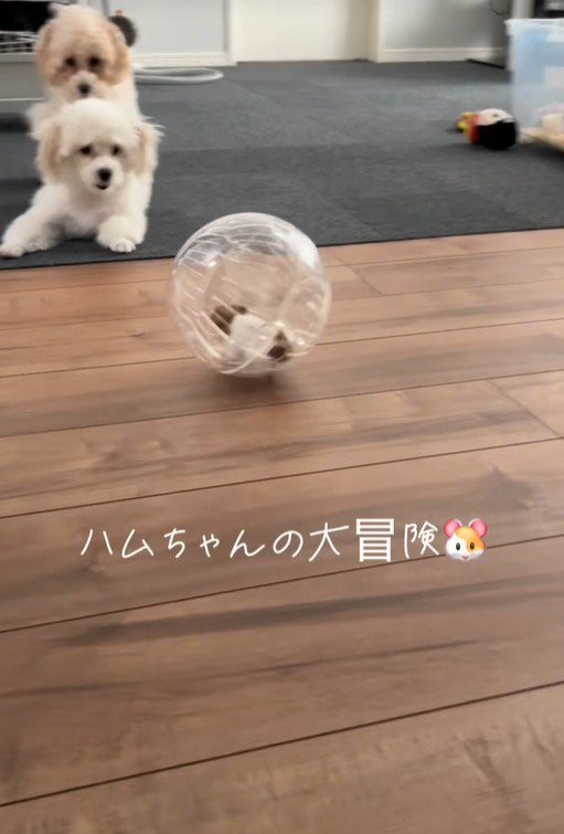 冒険中のハムスターとワンコたち3
