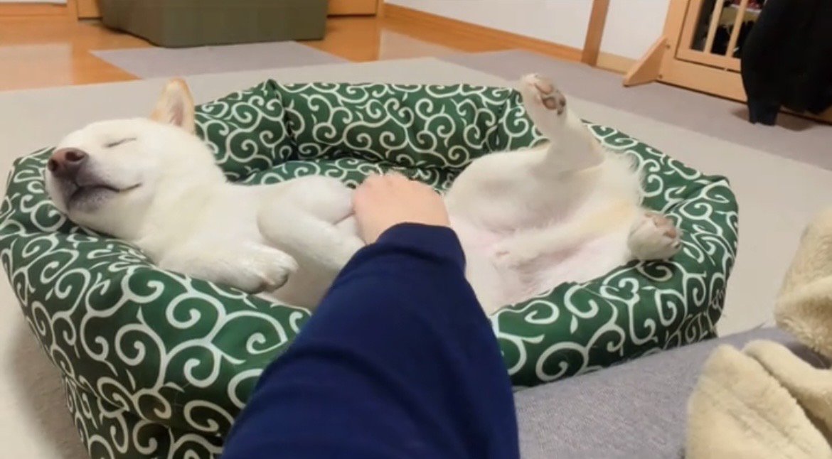 お腹を撫でられても寝続ける犬