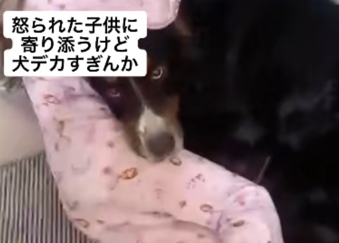 見つめる超大型犬
